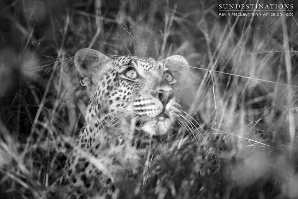Bundu, male leopard in Klaserie Bundu, male leopard in Klaserie