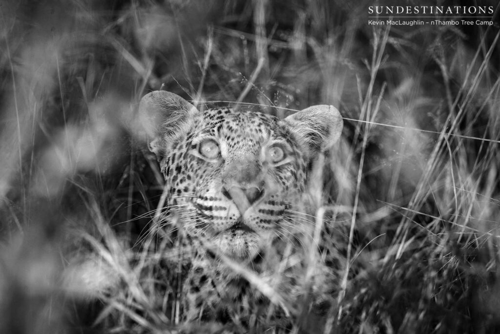 Bundu, male leopard in Klaserie Bundu, male leopard in Klaserie