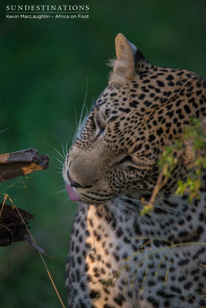 Bundu, male leopard in Klaserie Bundu, male leopard in Klaserie