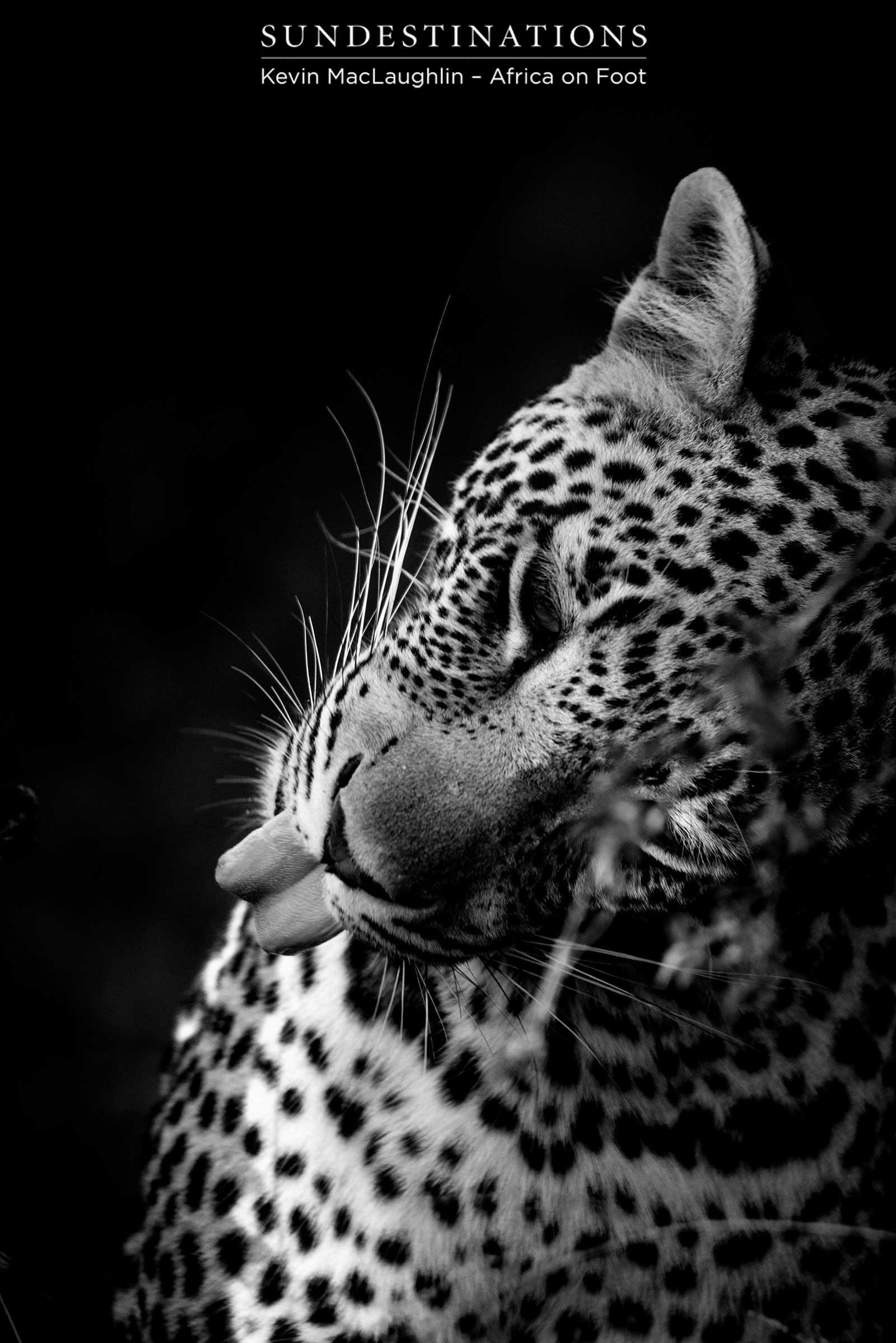 Bundu cleans up after a good meal Bundu cleans up after a good meal