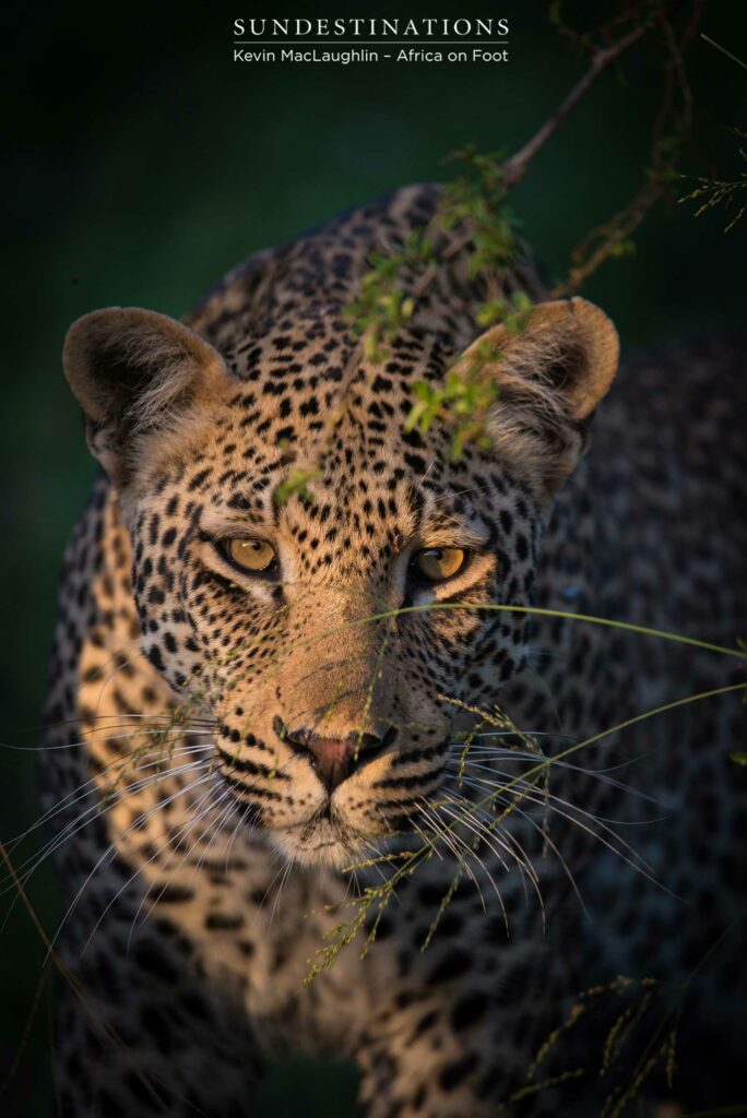 Bundu, male leopard in Klaserie Bundu, male leopard in Klaserie
