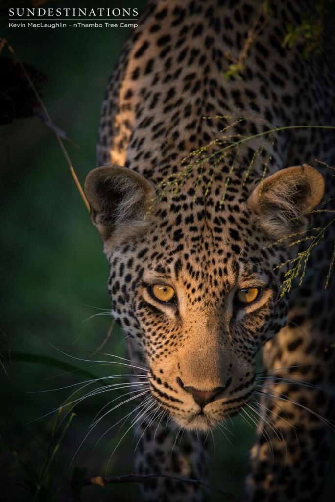 Bundu, male leopard in Klaserie Bundu, male leopard in Klaserie