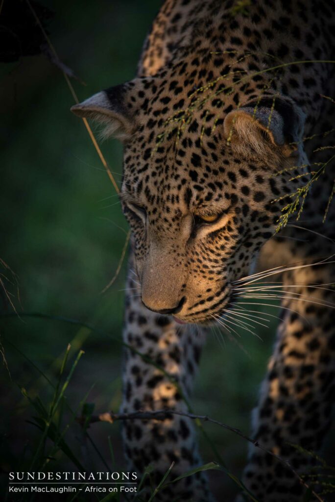 Bundu, male leopard in Klaserie Bundu, male leopard in Klaserie