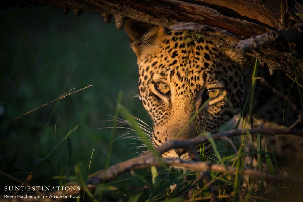 Bundu, male leopard in Klaserie Bundu, male leopard in Klaserie