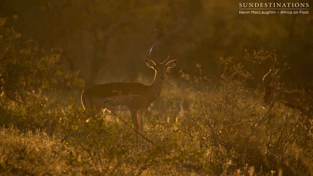 A young male impala after having survived rutting season A young male impala after having survived rutting season