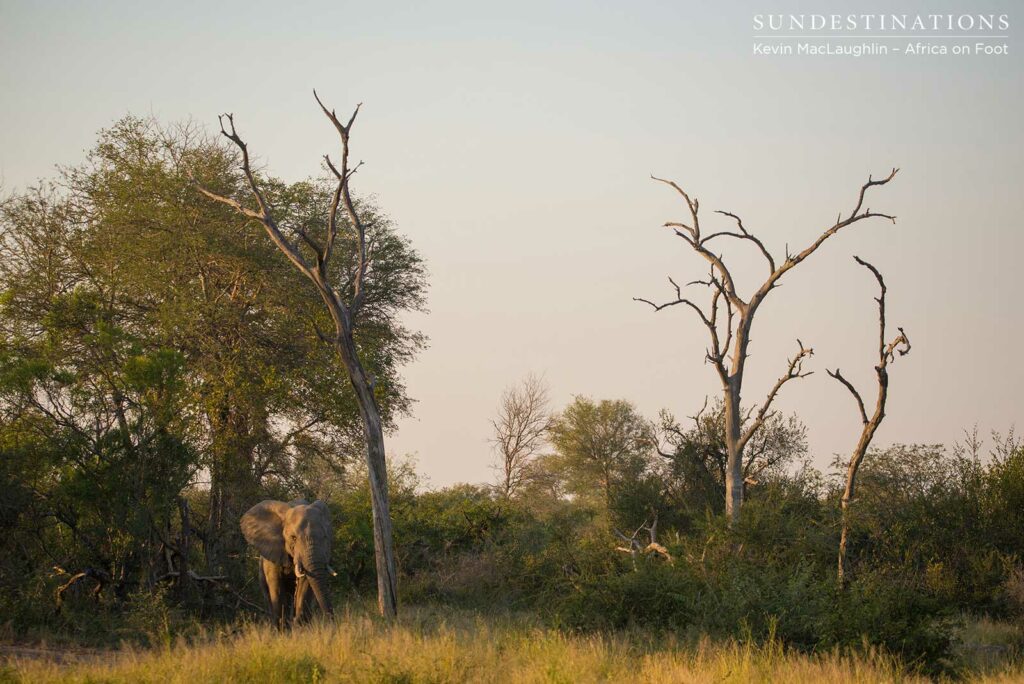 Tall trees dwarfing the enormous bulk of an elephant Tall trees dwarfing the enormous bulk of an elephant
