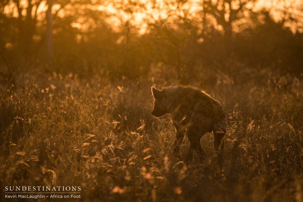 Hyenas lurking at Klaserie lion kill