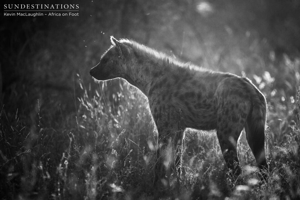 Late afternoon backlighting, shrouding this hyena with a silver lining Late afternoon backlighting, shrouding this hyena with a silver lining