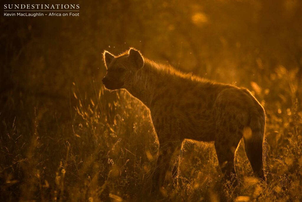 Hyenas lurking at Klaserie lion kill