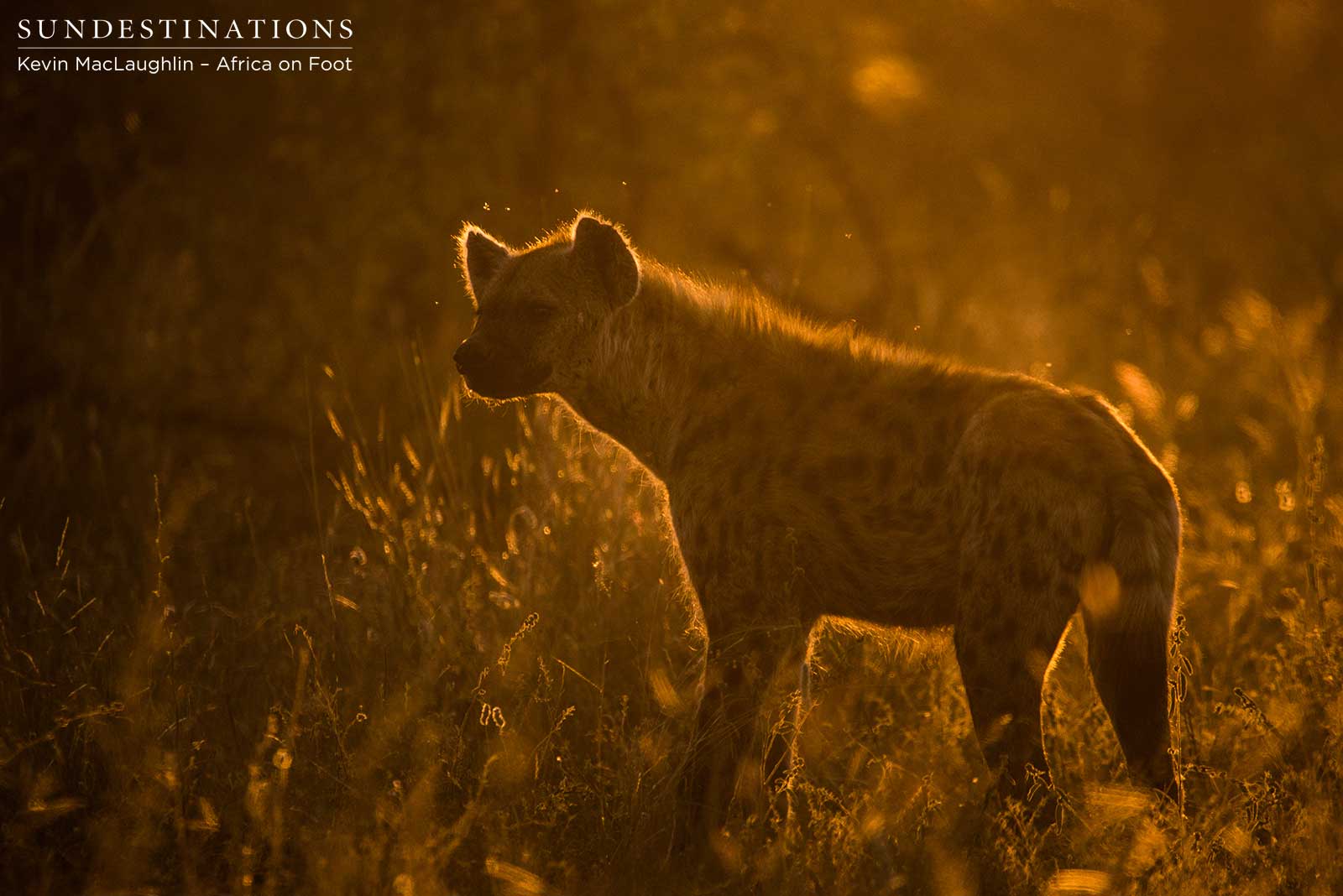 Hyenas lurking at Klaserie lion kill Hyenas lurking at Klaserie lion kill