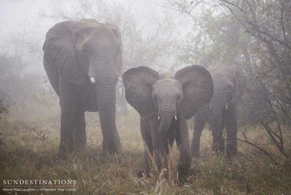 African giants on a misty morning African giants on a misty morning