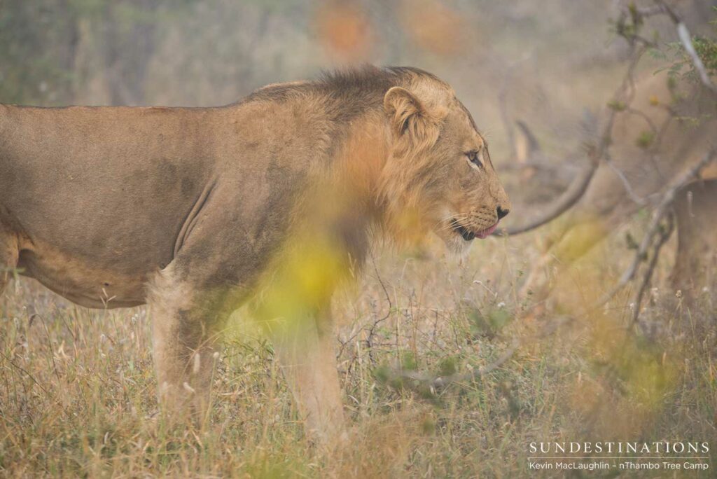 Trilogy male returns and teams up with younger male