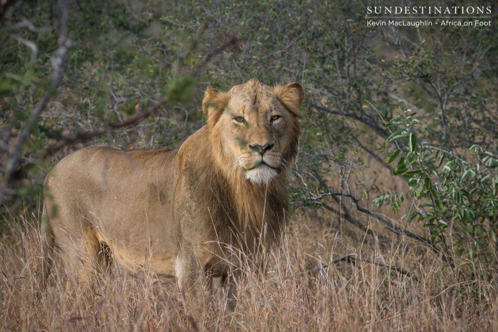 Trilogy male returns and teams up with younger male