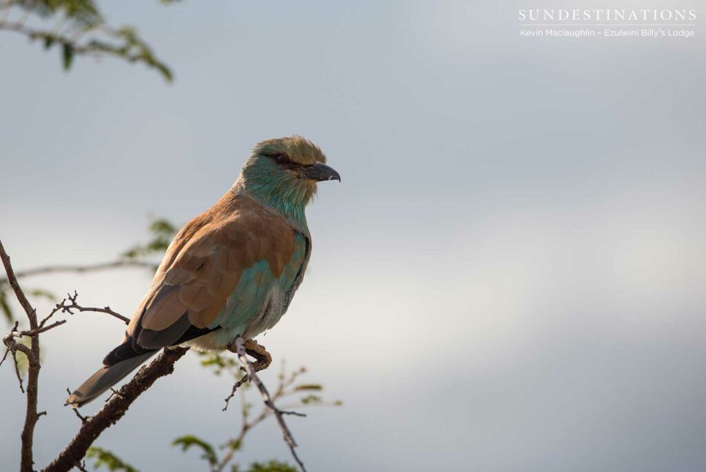 A European roller shows off the cinnamon dusting on its wings as it perches in wait of an unsuspecting insect A European roller shows off the cinnamon dusting on its wings as it perches in wait of an unsuspecting insect