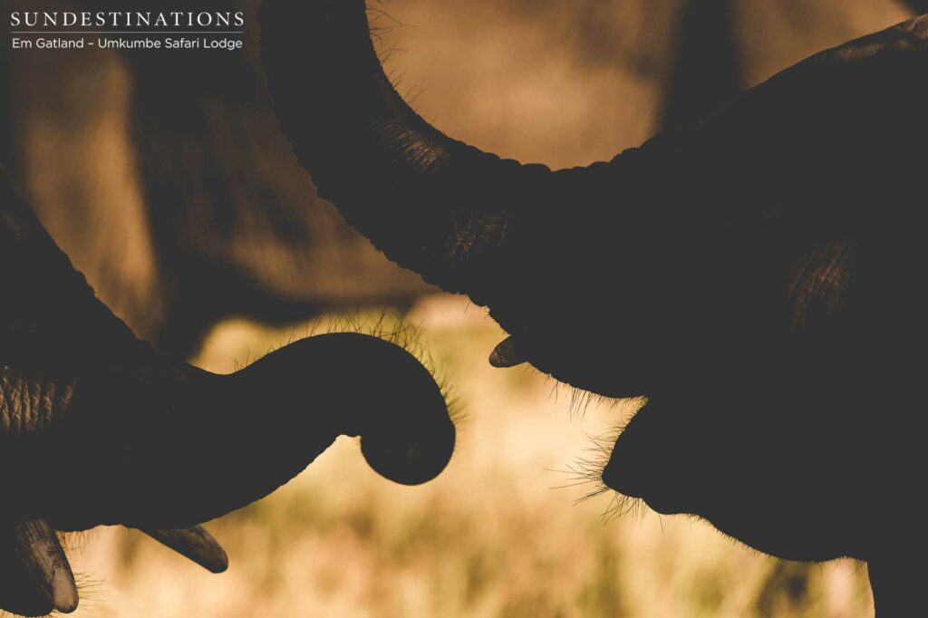 Siblings entertain one another in the golden glow of the sunset Siblings entertain one another in the golden glow of the sunset