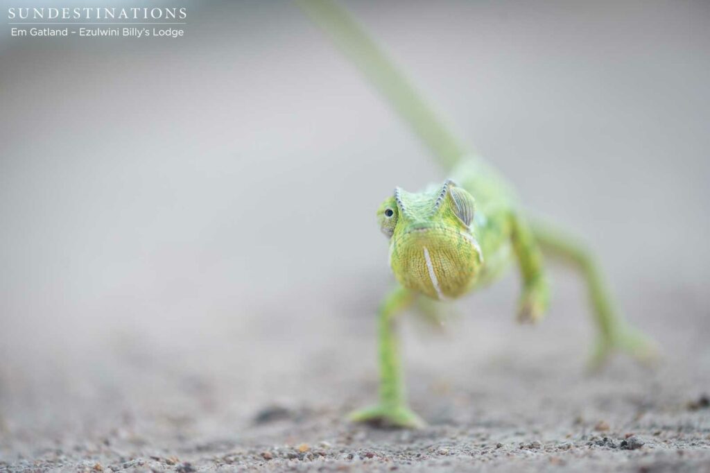 A flap-neck chameleon marching to the beat of its own drum A flap-neck chameleon marching to the beat of its own drum