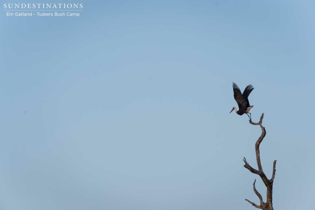 A woolly-necked stork takes flight from a height A woolly-necked stork takes flight from a height