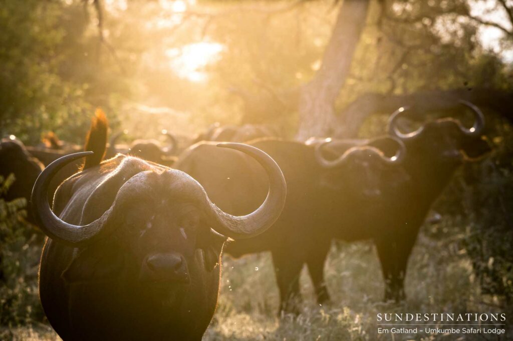 Never to be underestimated as docile bovids, the buffalo is perhaps the most dangerous animal of the bush Never to be underestimated as docile bovids, the buffalo is perhaps the most dangerous animal of the bush