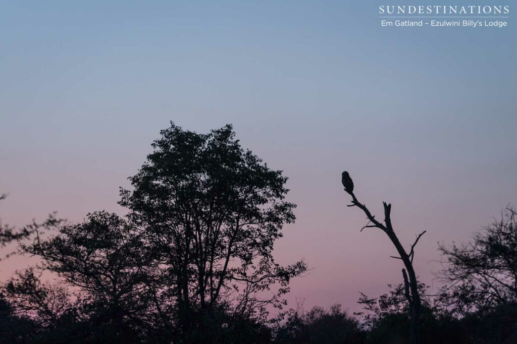 "Sunset is the opening music of the night." - Mehmet Murat ildan "Sunset is the opening music of the night." - Mehmet Murat ildan