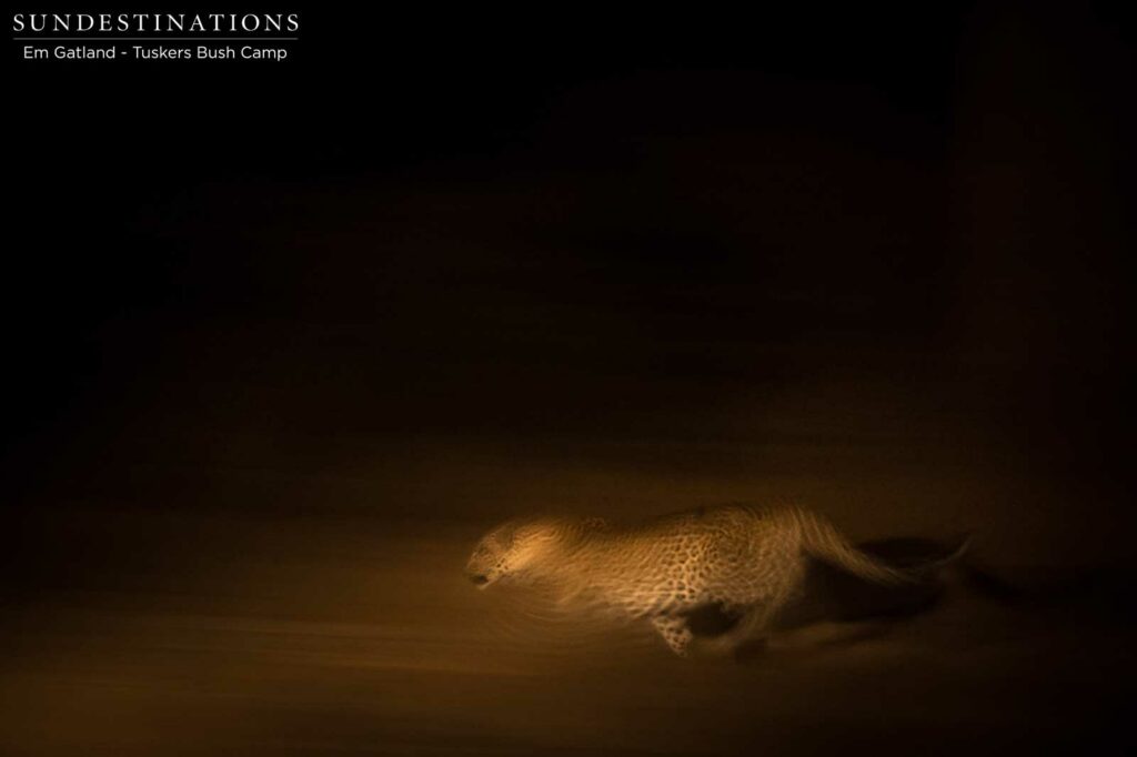Leopard gives chase in the darkness Leopard gives chase in the darkness