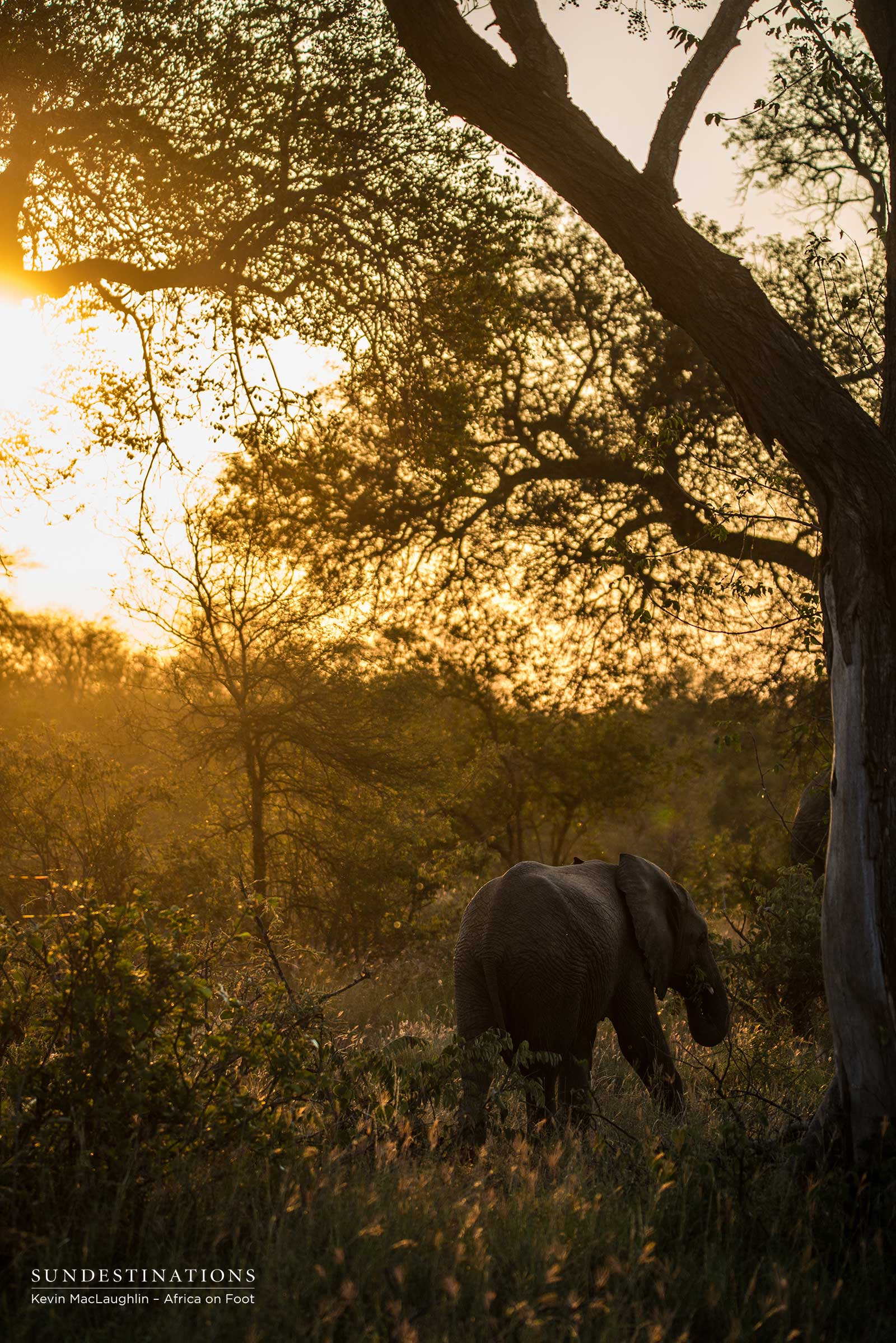 Elephant in Klaserie