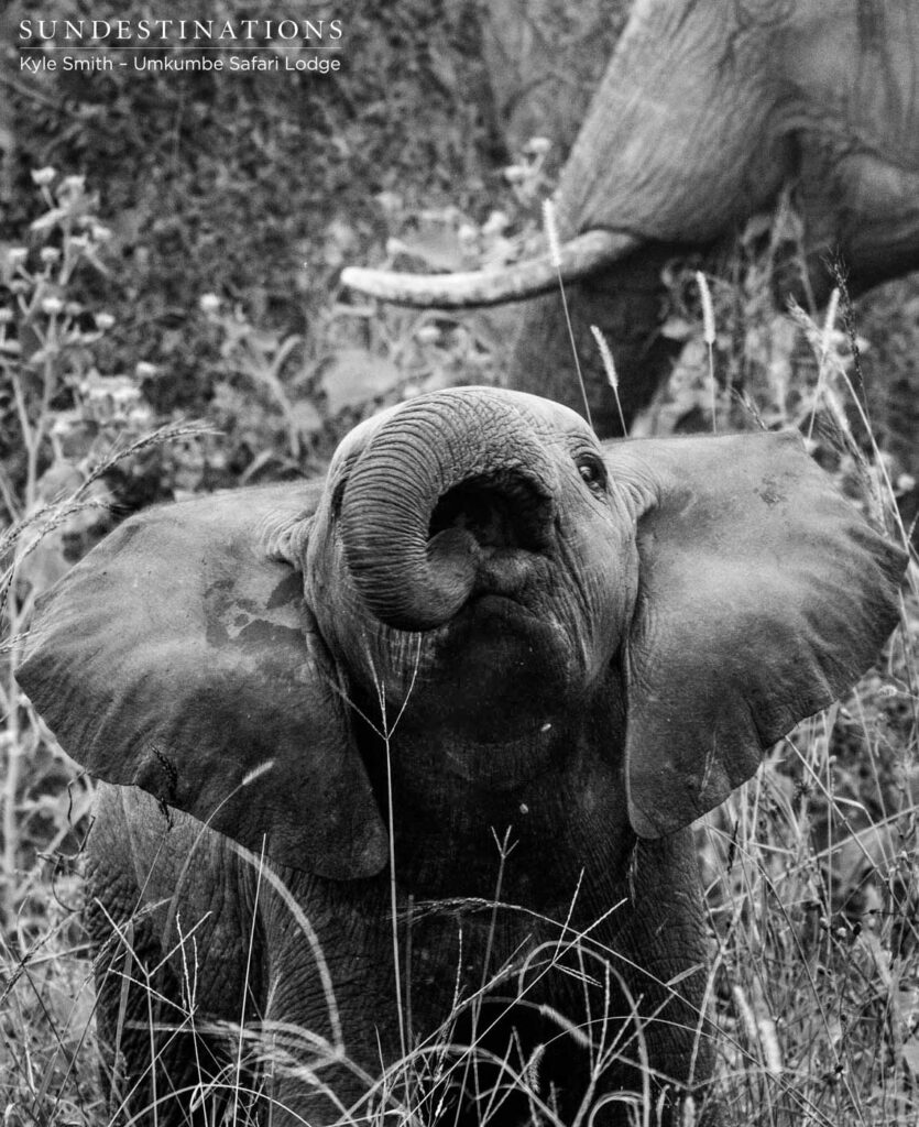 An elephant calf learning the ropes as the herd feeds around the little one An elephant calf learning the ropes as the herd feeds around the little one