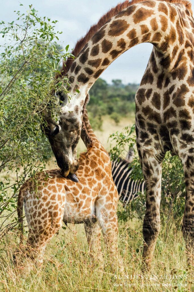 A mother's touch showing tenderness in the harsh world of nature A mother's touch showing tenderness in the harsh world of nature
