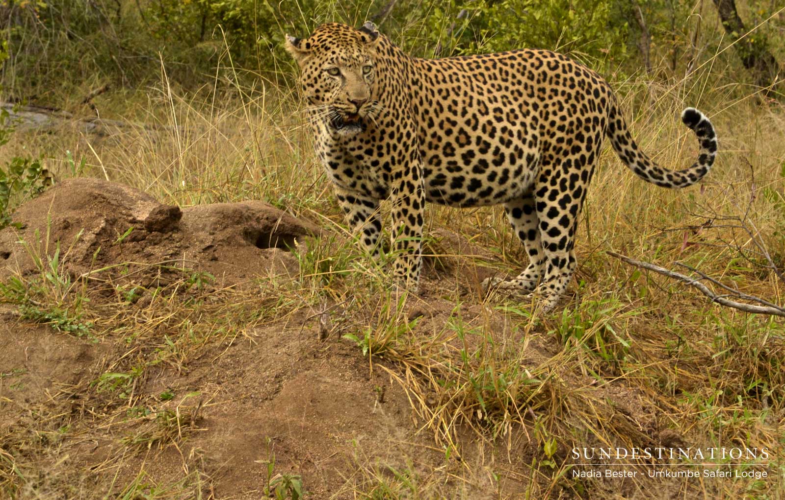 Inyathini with Impala Kill