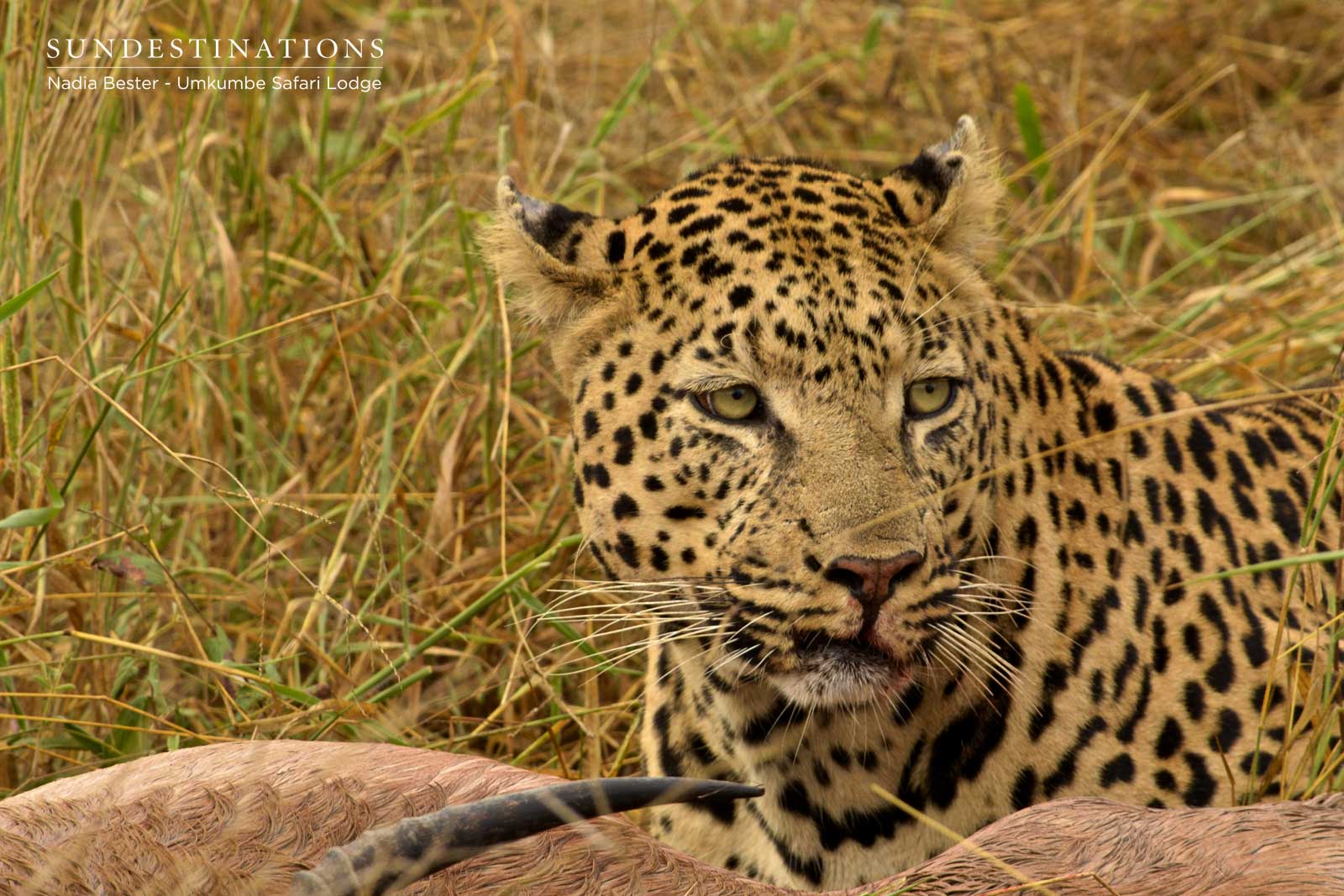 Inyathini Devours Kill