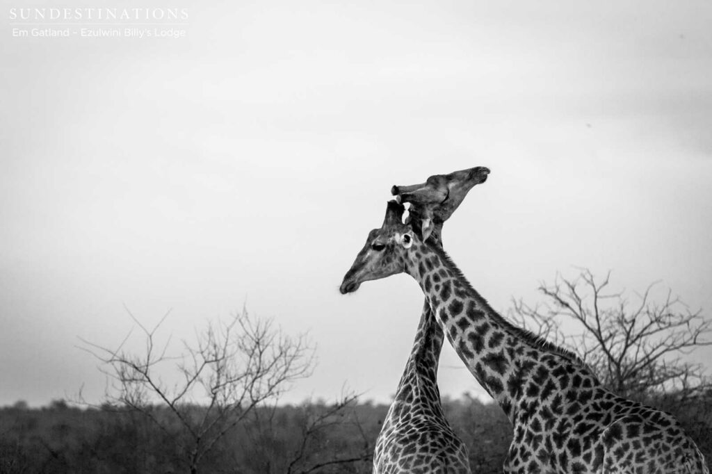 Two male giraffes size each other up and make it look like a tender moment between lovers Two male giraffes size each other up and make it look like a tender moment between lovers