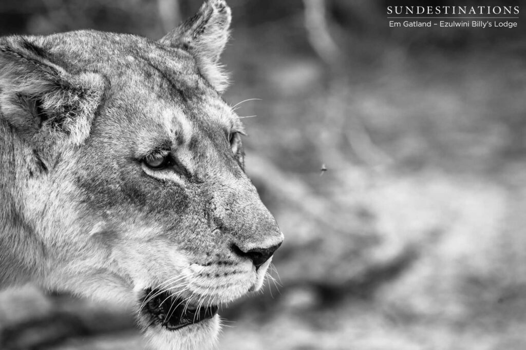 A lioness sets her sights on movement in the distance A lioness sets her sights on movement in the distance