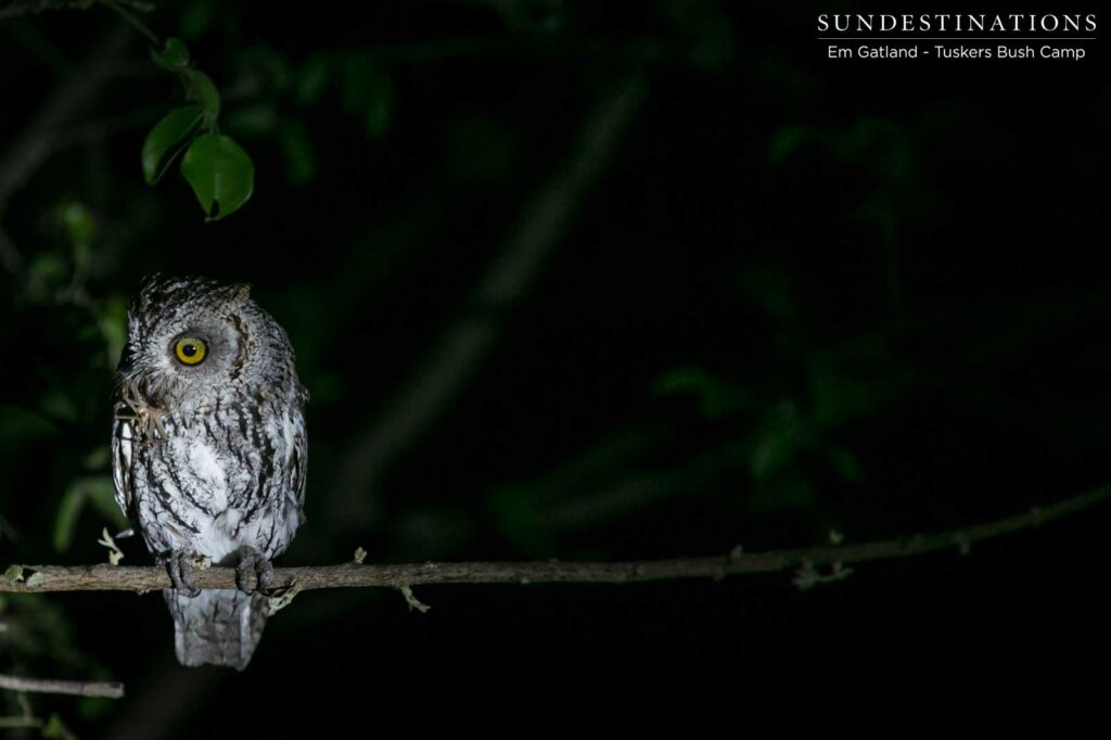 A scops owl grips onto its 8-legged prey A scops owl grips onto its 8-legged prey