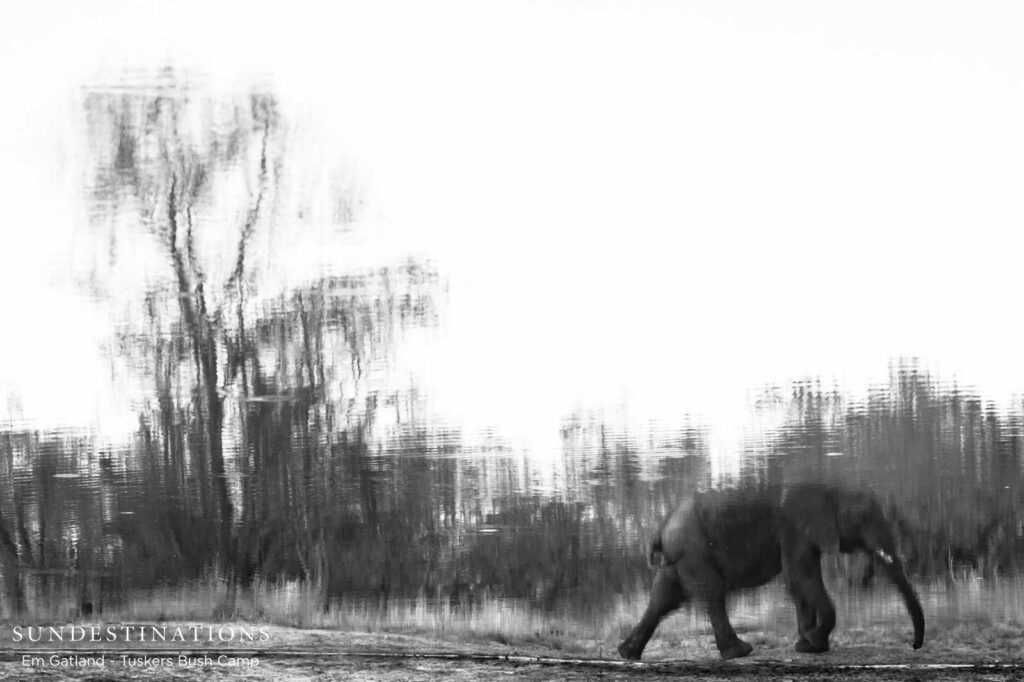 Leaving the waterhole after a drink at dusk Leaving the waterhole after a drink at dusk