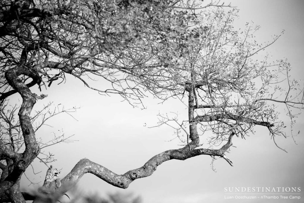 A leopard in its element, relaxing in the vast boughs of a mature marula tree A leopard in its element, relaxing in the vast boughs of a mature marula tree