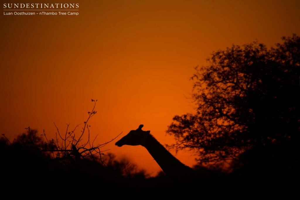 Slow and silent, a giraffe is silhouetted in the last of the burnt orange sunset Slow and silent, a giraffe is silhouetted in the last of the burnt orange sunset