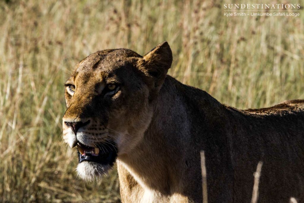 A Mangheni breakaway lioness, fixes her gaze, instinctual A Mangheni breakaway lioness, fixes her gaze, instinctual