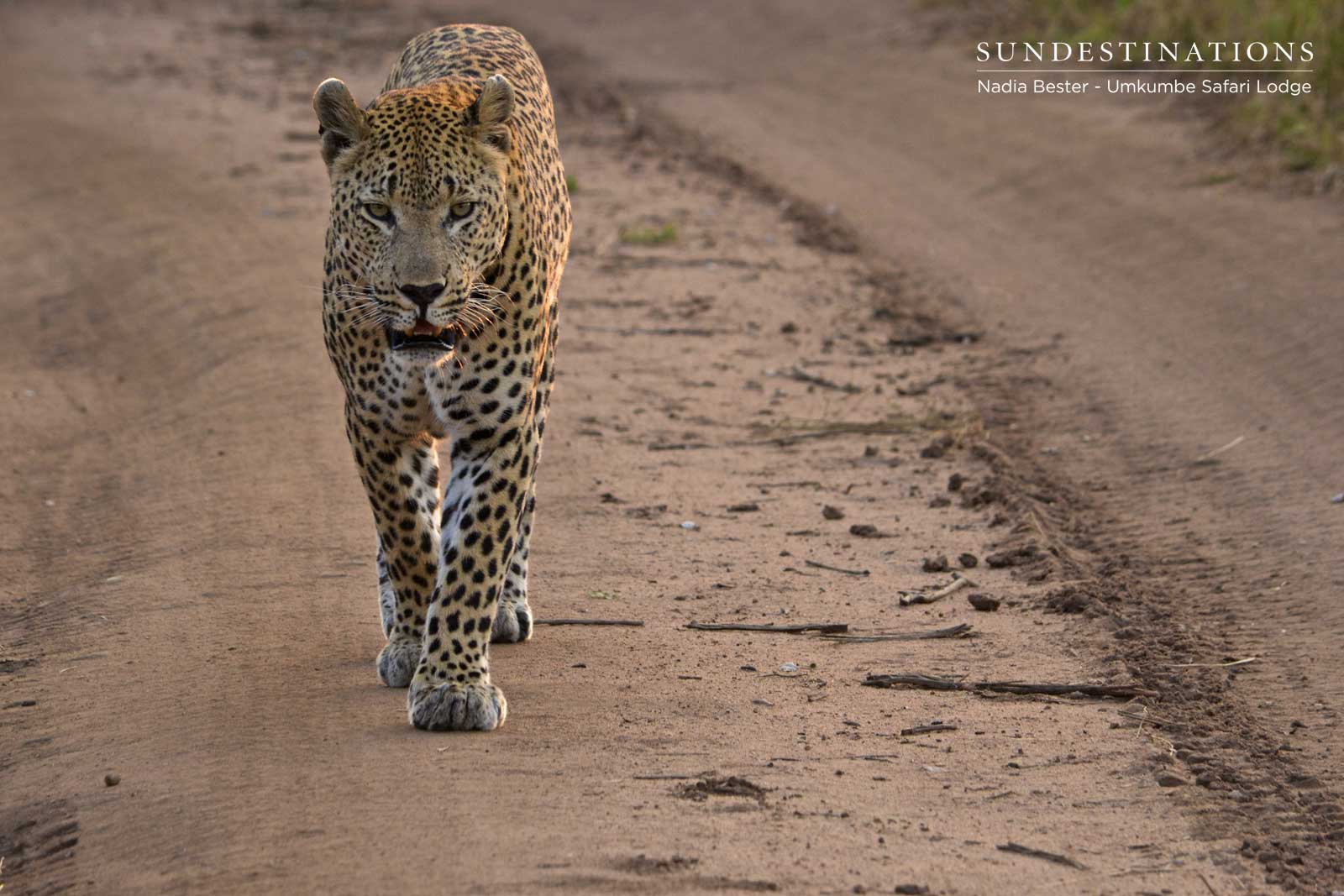 Mxabene Patrols Turf