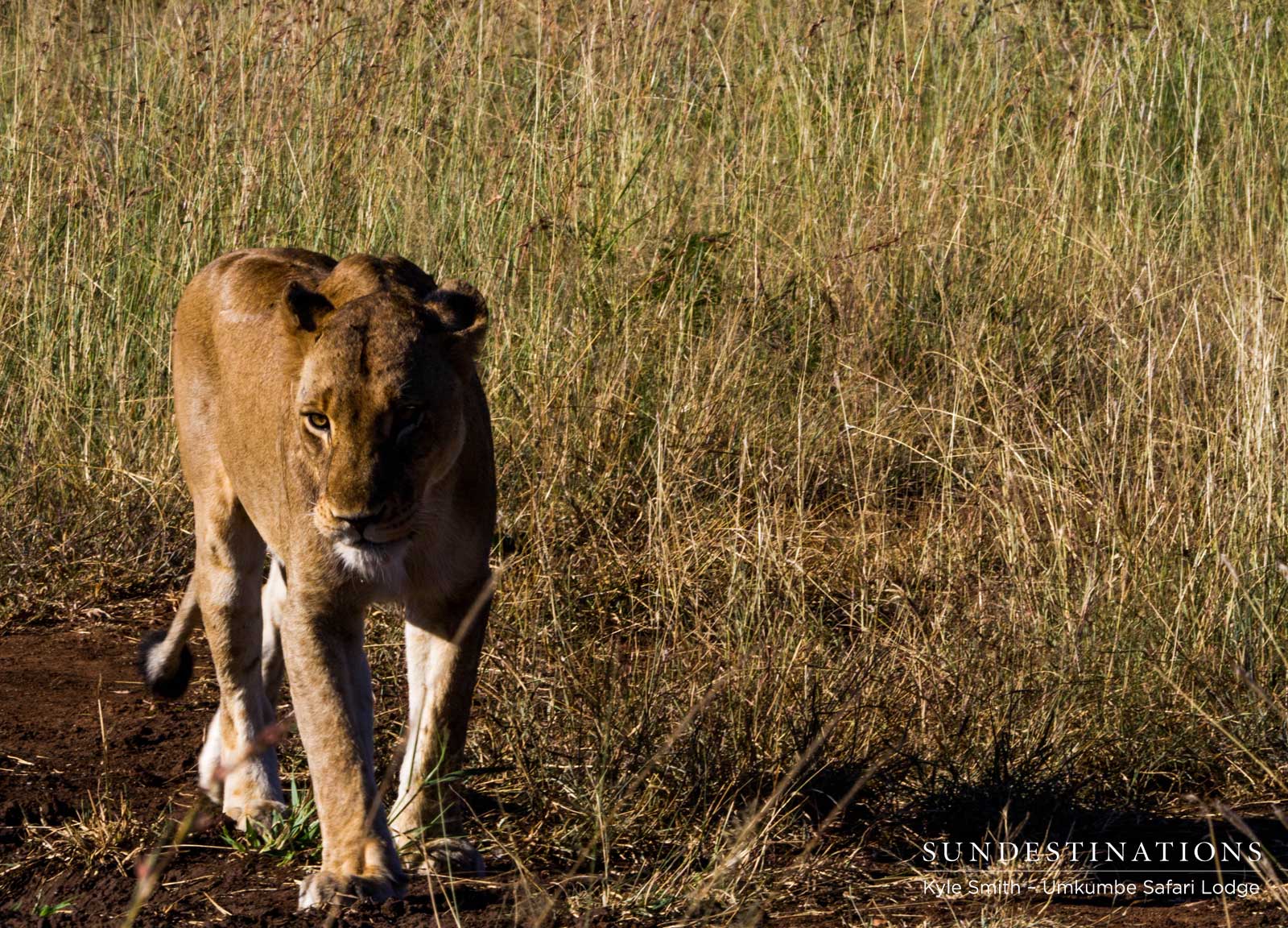 Mhangeni Lioness Patrolling