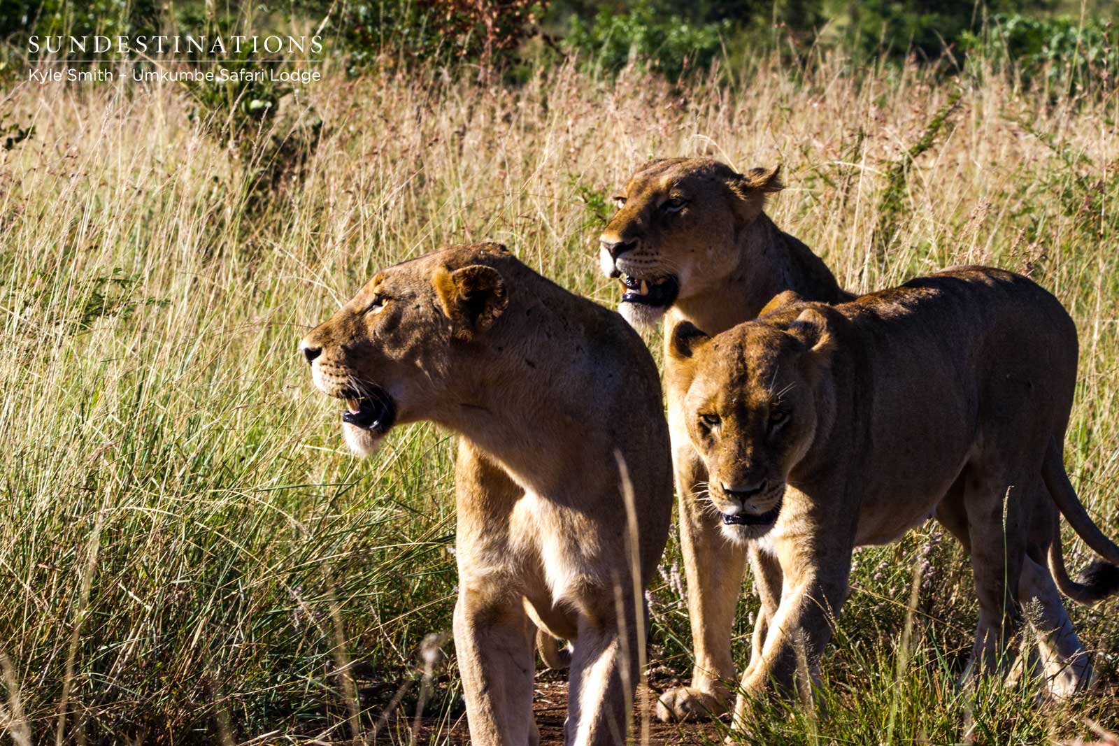 3 of the Mhangeni Lionesses