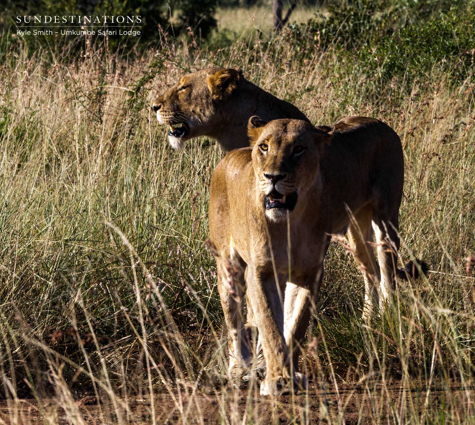 Mhangeni Females