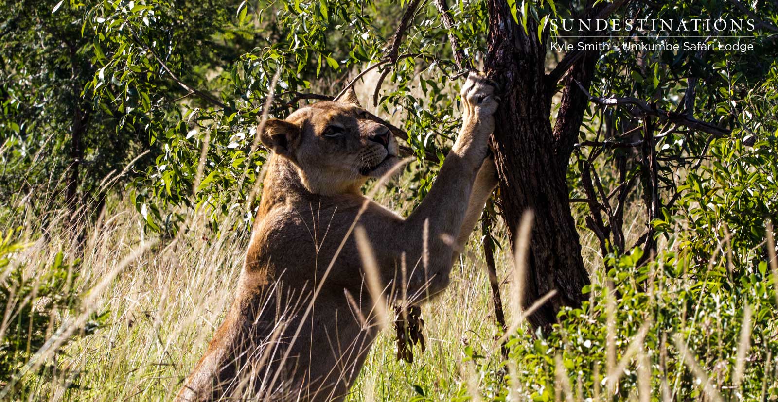 Mhangeni Lionesses on Patrol
