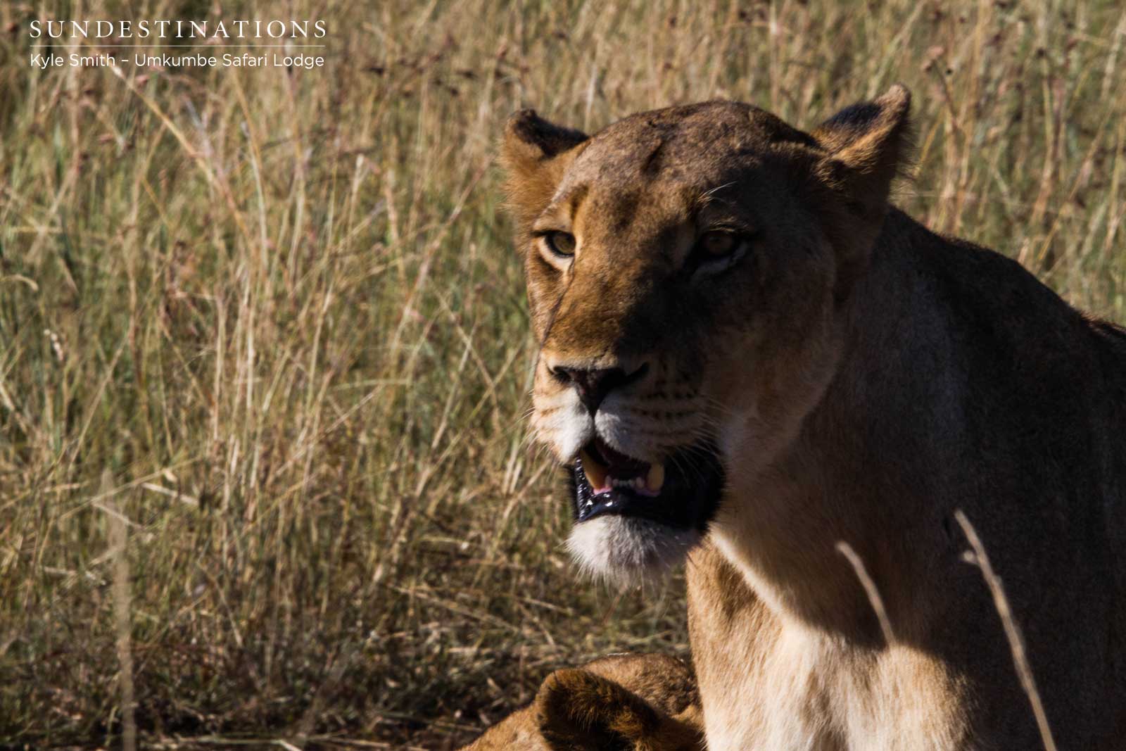 Sabi Sand Lioness