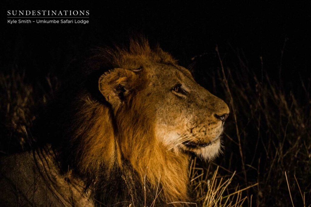 Nomadic Male Lion