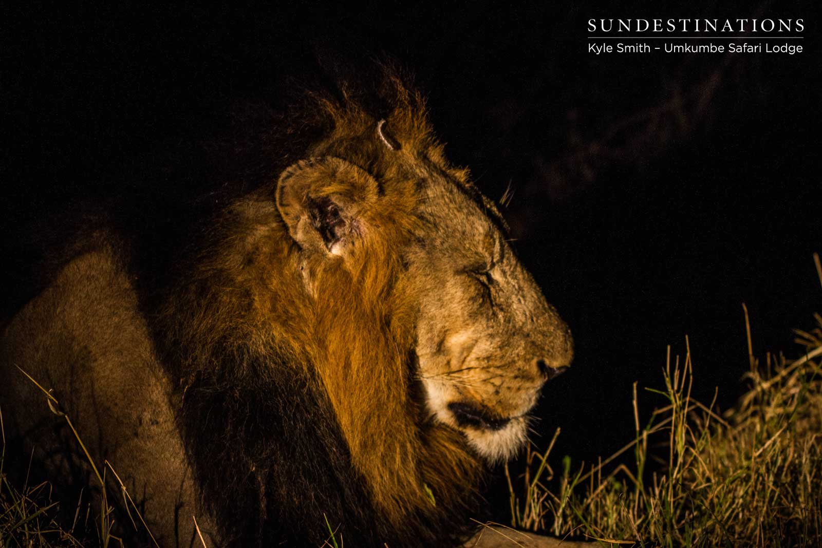 Nomadic Male Lion Sabi Sand