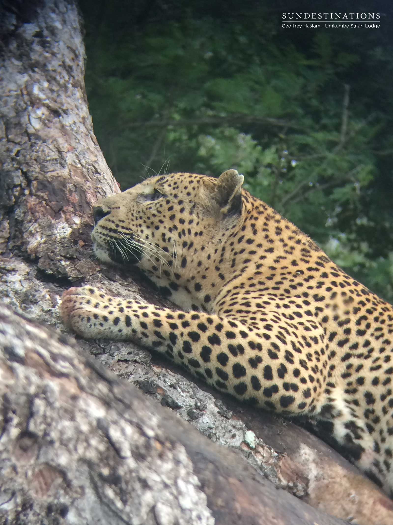 Sabi Sand Mxabene Leopard