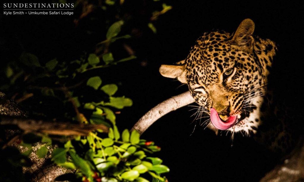 Tatowa the leopardess licks her chops during an arboreal feast Tatowa the leopardess licks her chops during an arboreal feast