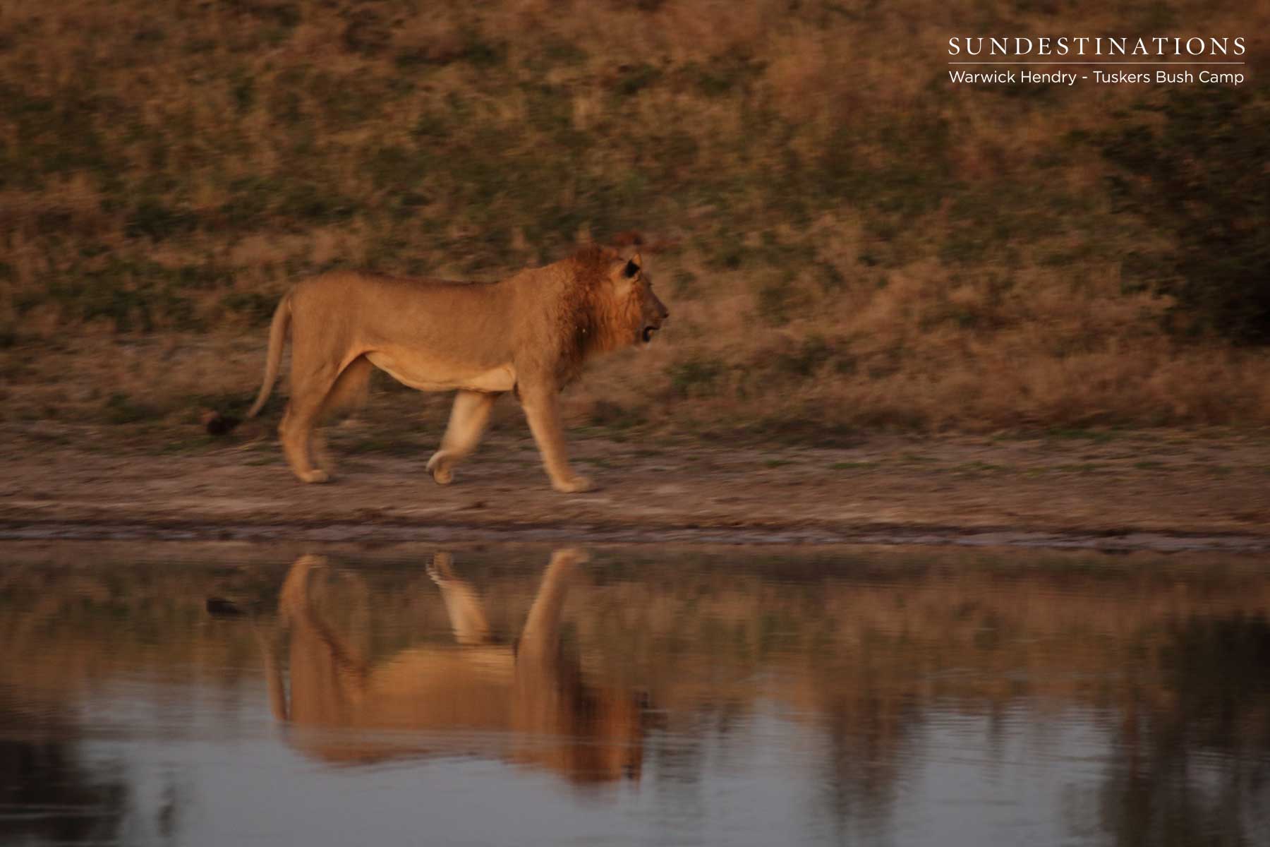 Tuskers Triad of Lions