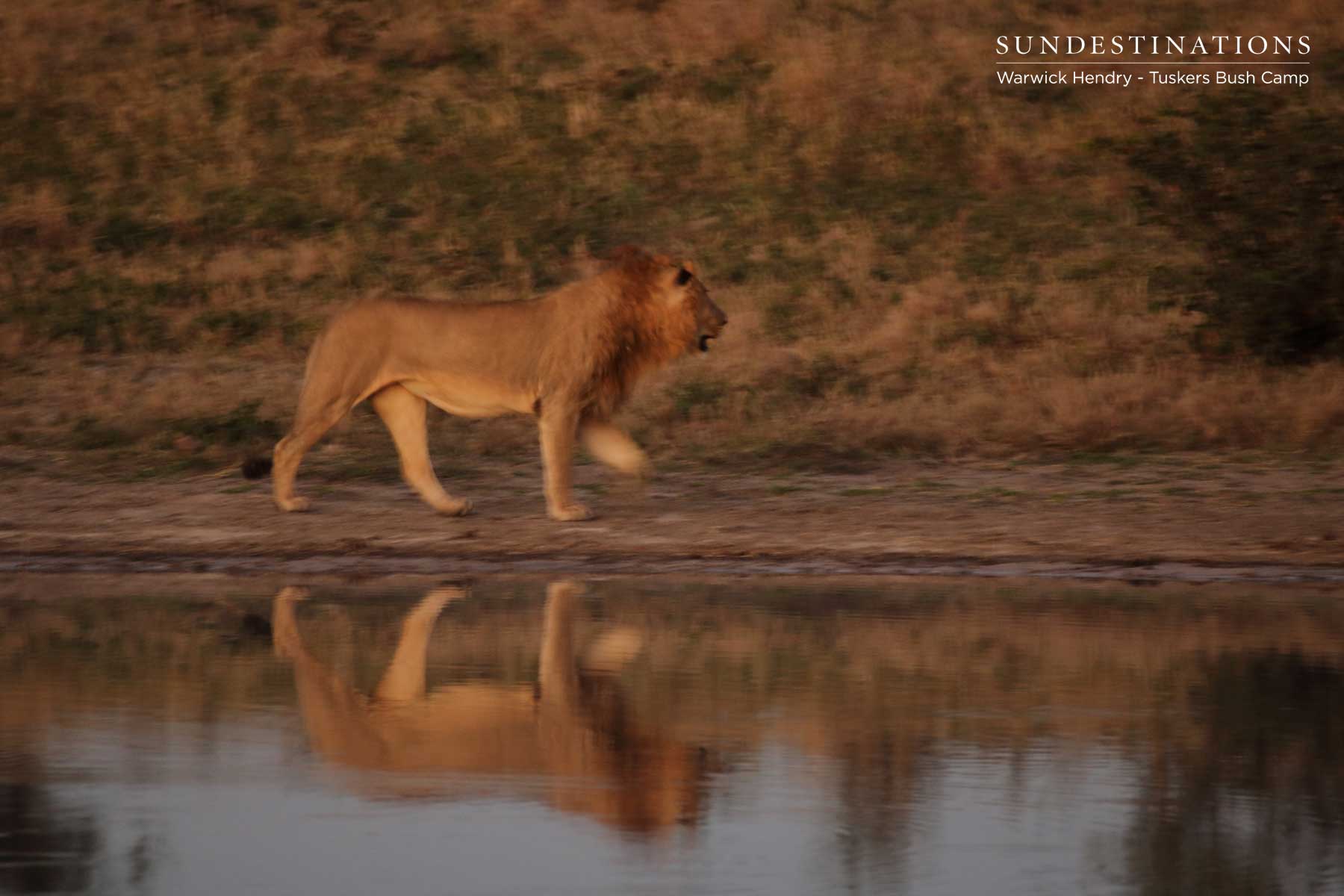 Lions at Tuskers Bush Camp
