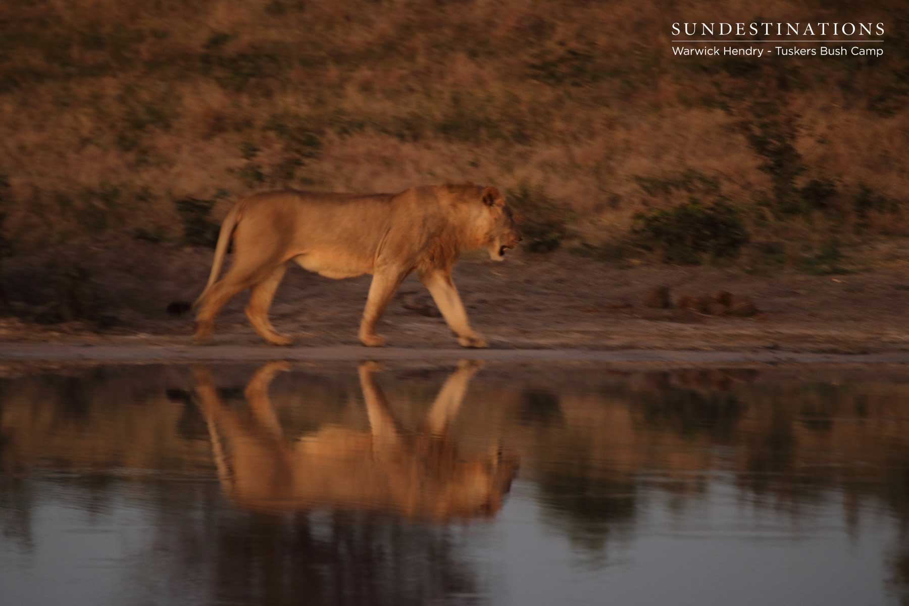 Kwatale Conservancy Lions