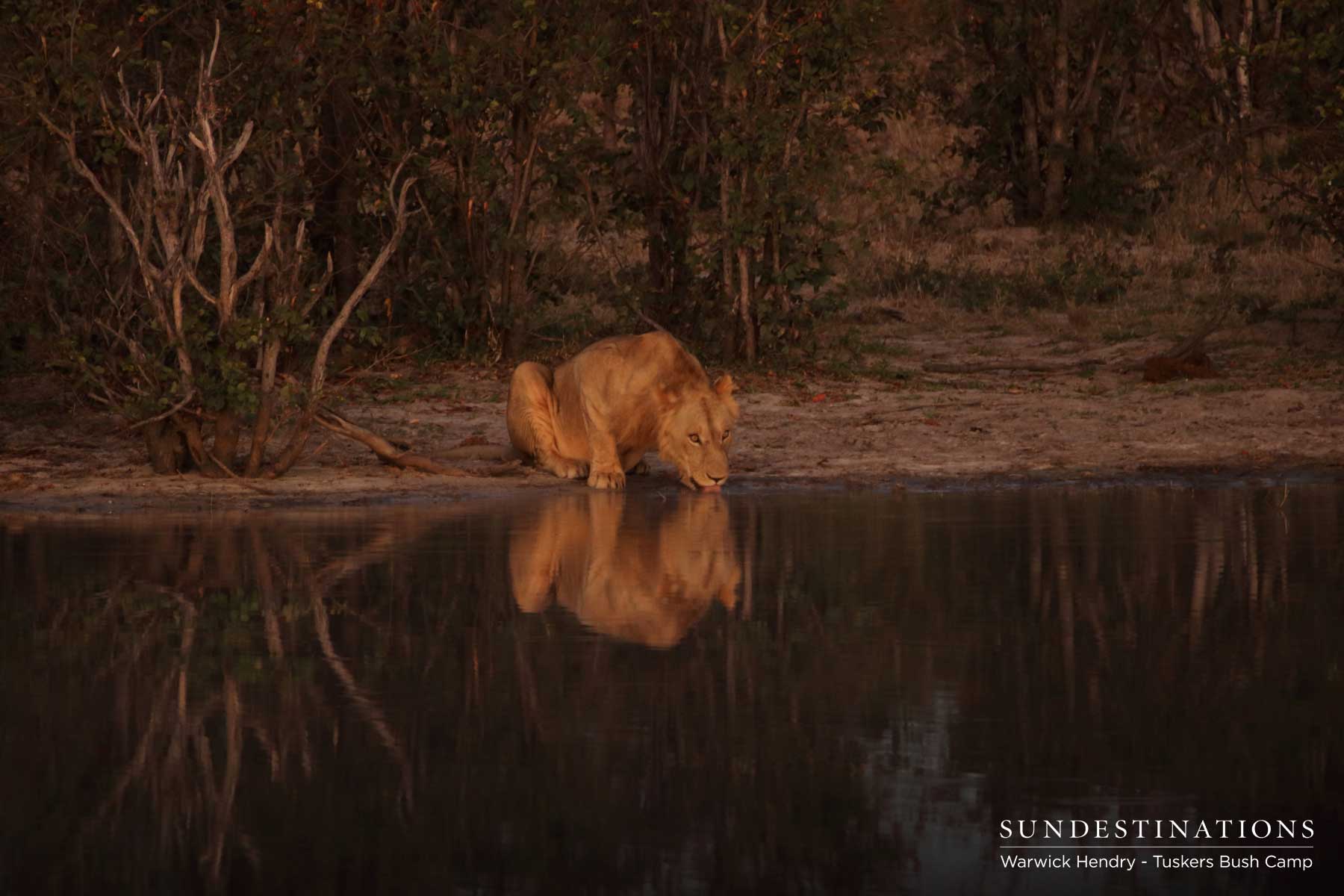 Tuskers Bush Camp Lions